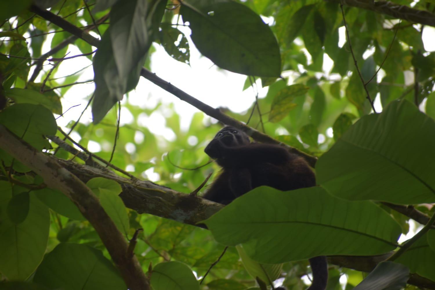 Sunshine Sanctuary Boutique Jungle Lodge Montezuma Luaran gambar